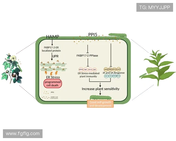 武汉滑板队防守策略解析与热点动态探讨